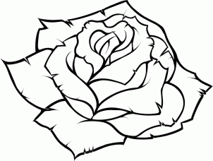 302x228 Drawing Rose
