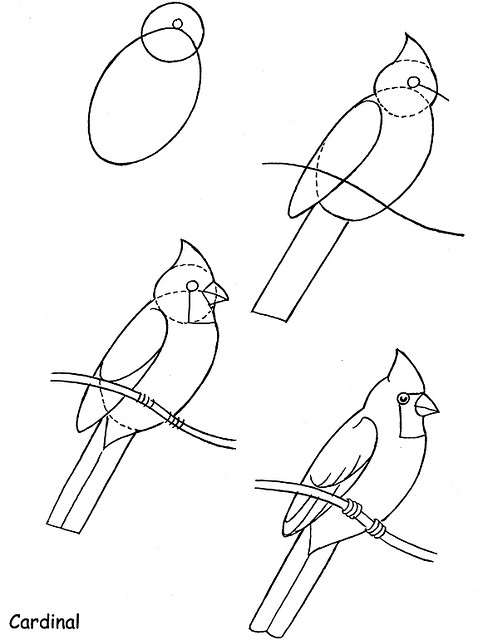 483x640 Draw Simple Cardinal