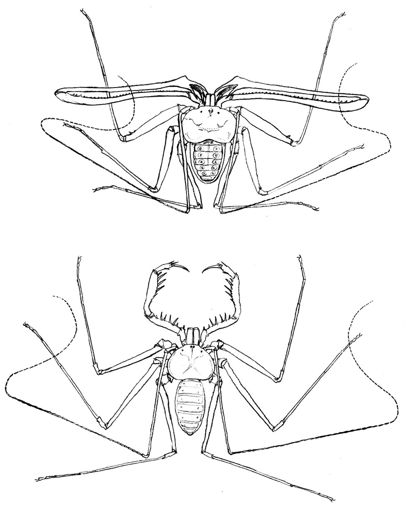 819x1024 Student Years Simple Pencil Drawings Of Amblypygids