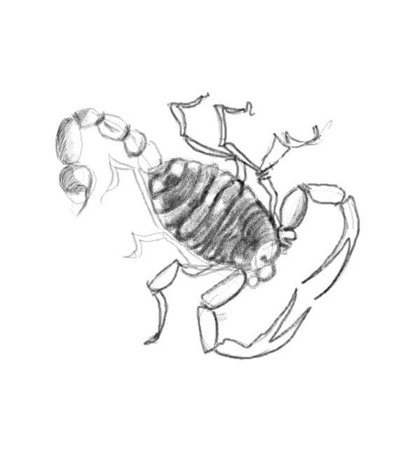 Simple Scorpion Drawing at GetDrawings | Free download