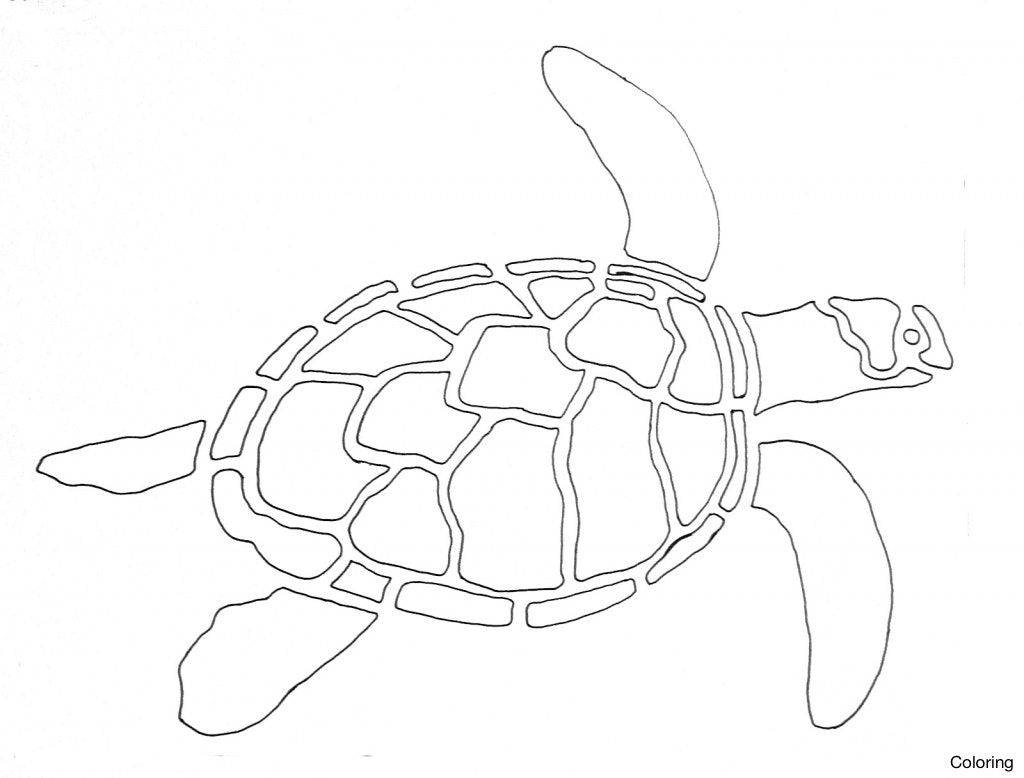 Simple Sea Turtle Drawing at GetDrawings | Free download