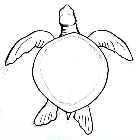 475x474 Valuable Inspiration How Do You Draw A Sea Turtle To Youtube