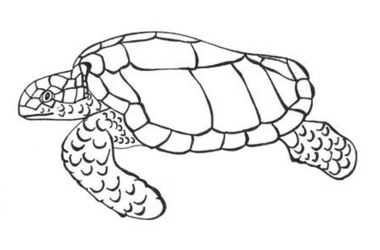 380x250 Drawing A Sea Turtle