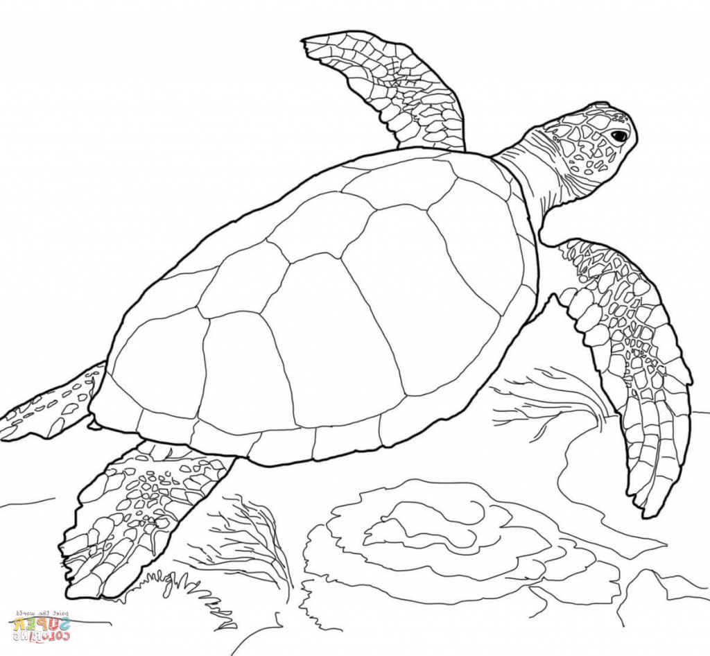 Simple Sea Turtle Drawing at GetDrawings | Free download