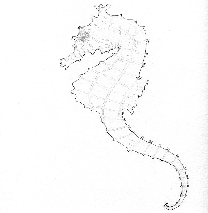 710x726 How To Draw And Paint A Seahorse Step By Step