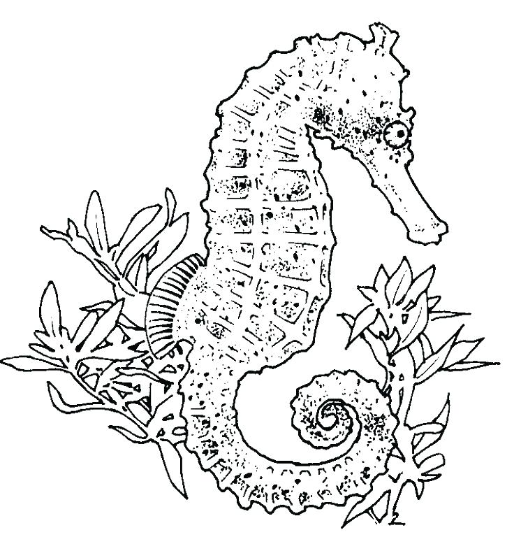 736x768 Pretty Seahorse Coloring Pages Free Download Sea Horse Page Mister