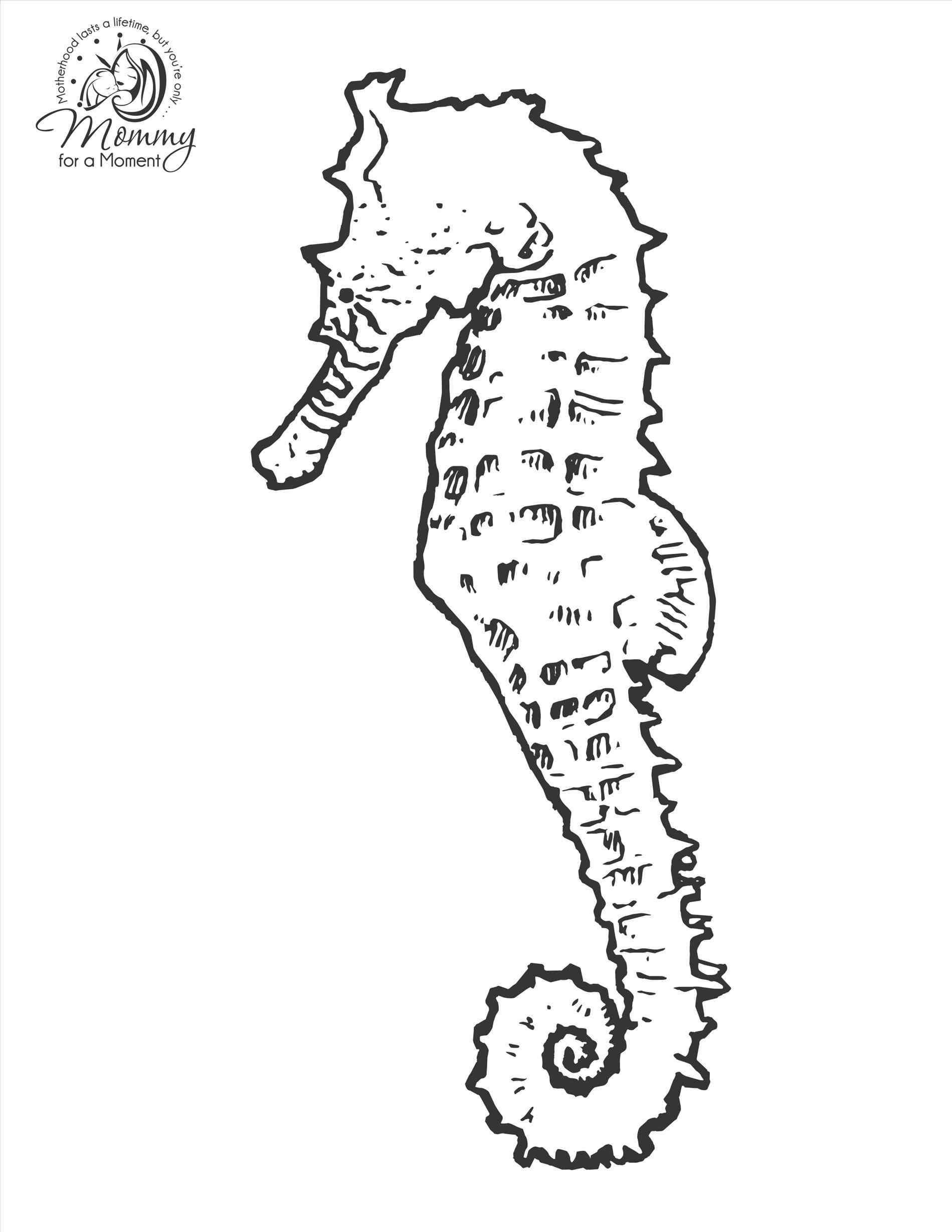 1899x2458 I Sea Horses Childrens Picture Book And Plush Seahorses Six