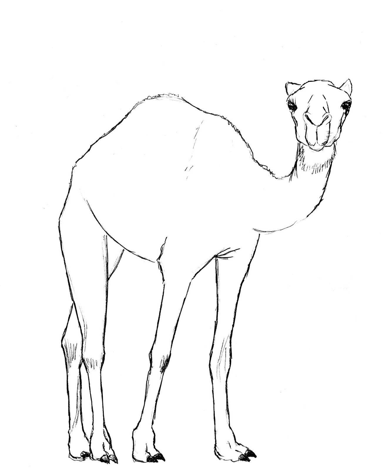 1331x1600 Drawn Camel Pencil Sketch