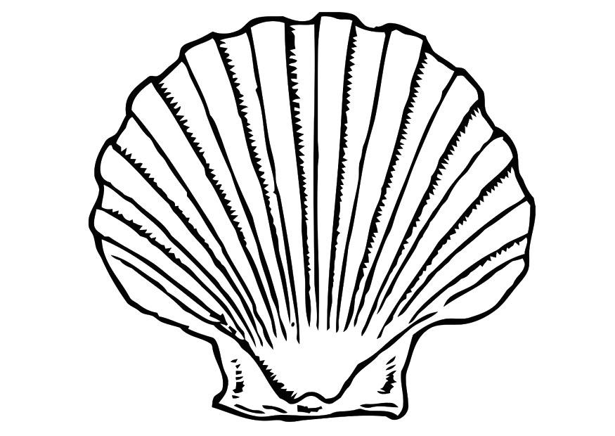 875x620 Coloring Page Shell
