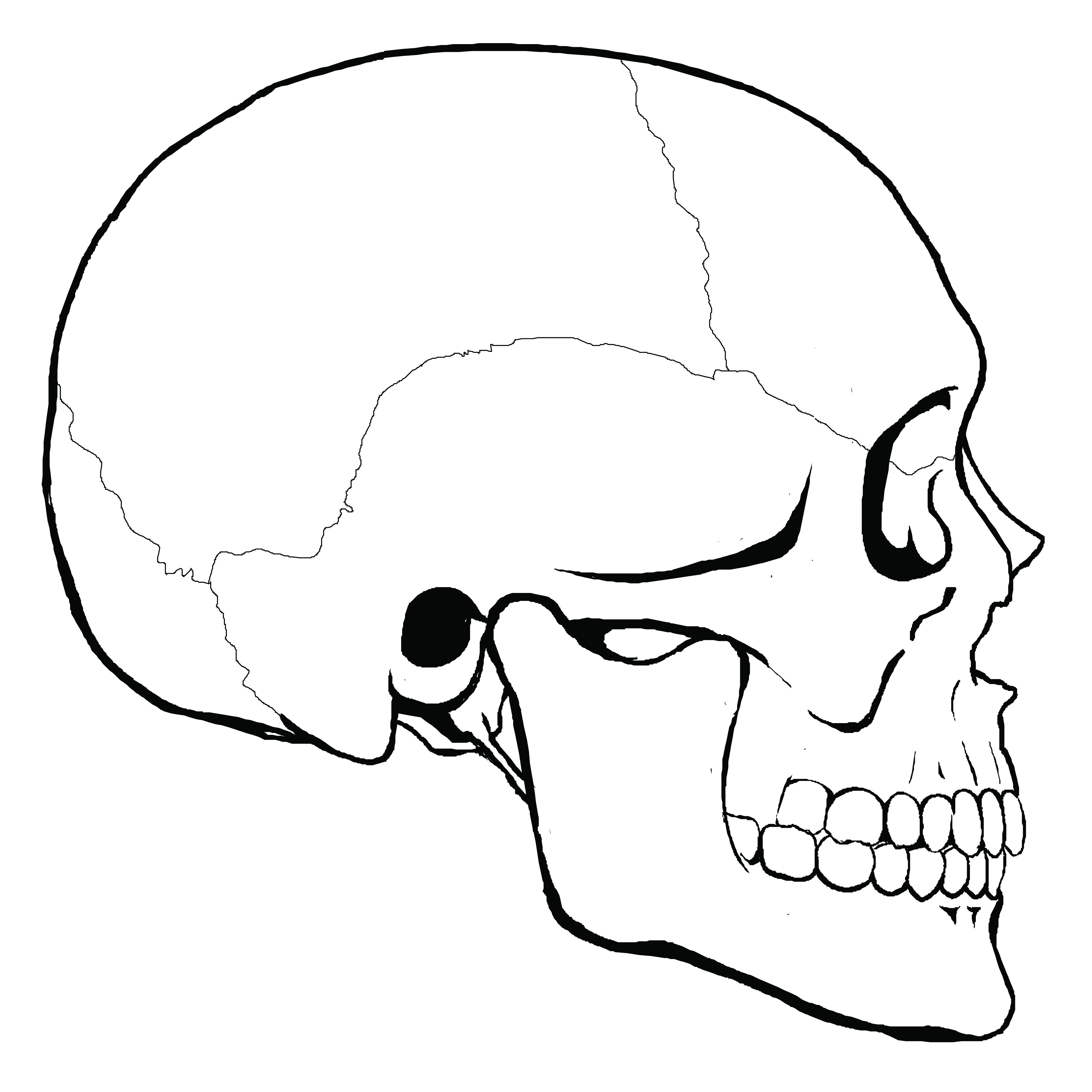 How To Draw A Human Skull Easy - Easy To Draw Skulls Step | Bodksawasusa