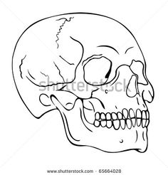 Simple Skull Side Drawing At GetDrawings | Free Download