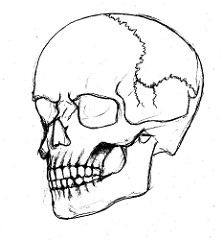 Simple Skull Side Drawing at GetDrawings | Free download