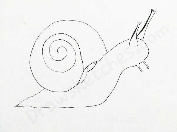 600x450 How To Draw A Snail In A Few Easy Steps With Pictures