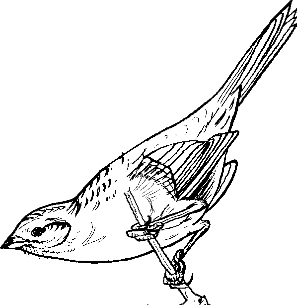 598x613 Drawn Sparrow Clip Art