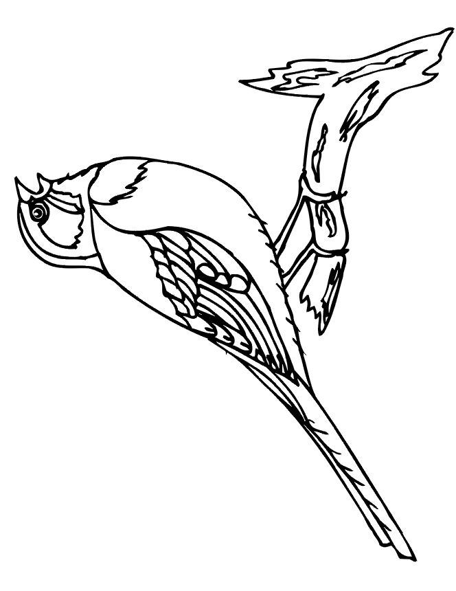 664x860 Bird To Color 560520