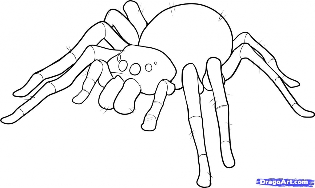 1024x611 How To Draw A Spider