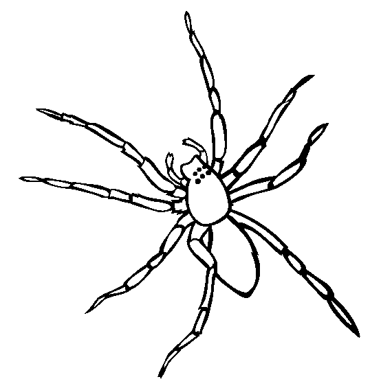 554x565 Spider Animal Drawing Cool Spider Drawings