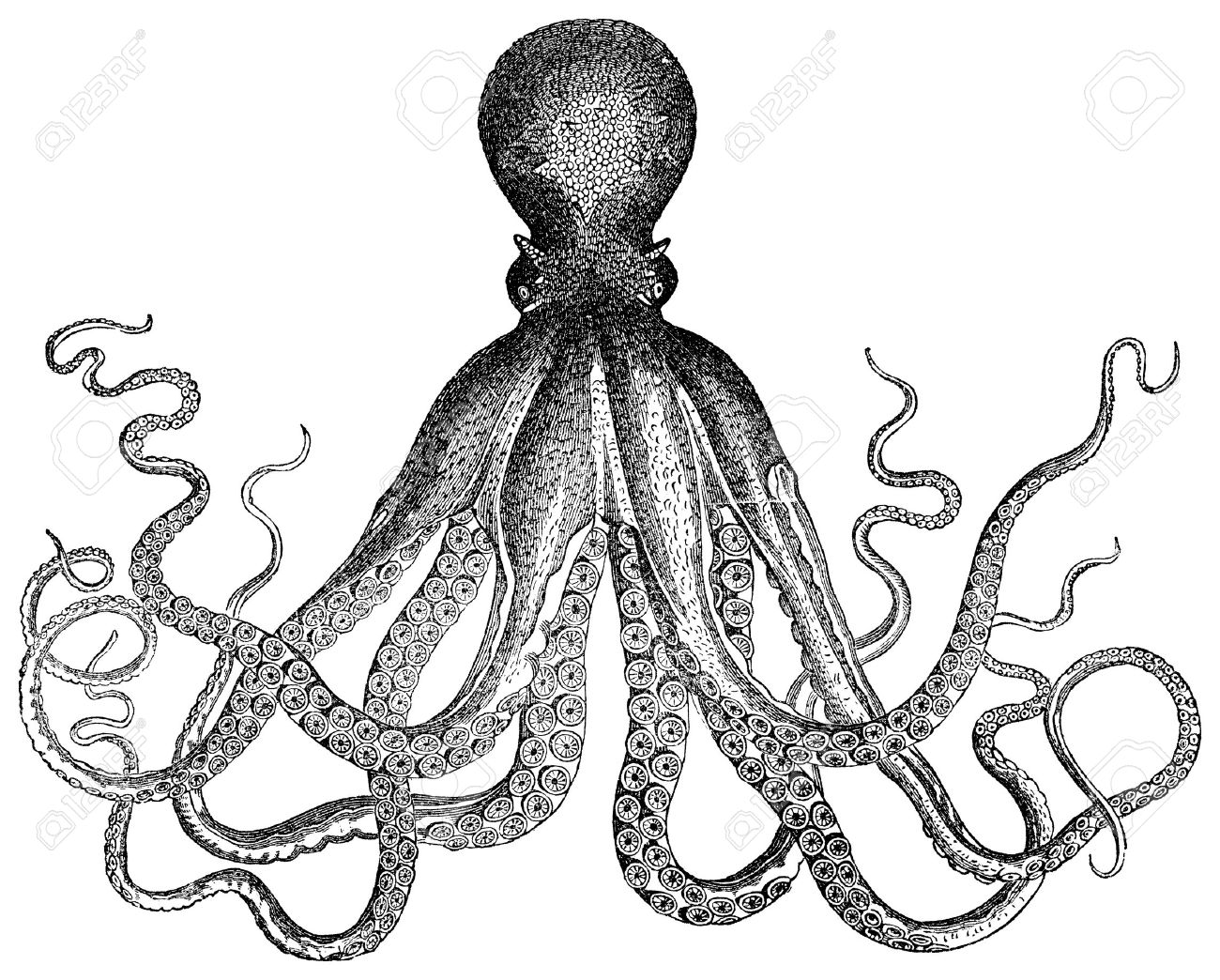 1300x1044 Drawn Squid Invertebrate