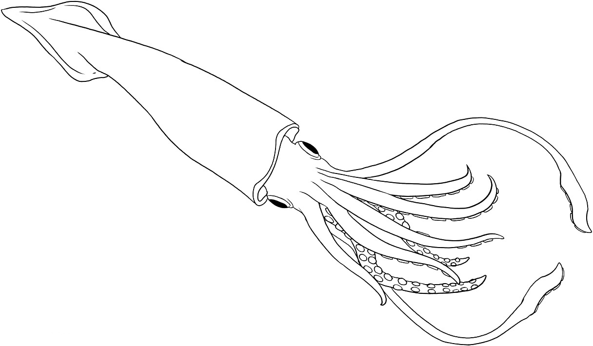1216x710 Giant Squid Clipart