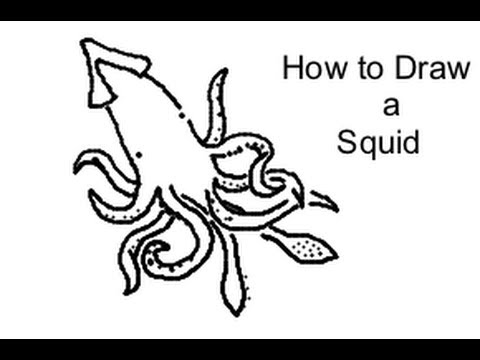 480x360 How To Draw A Squid