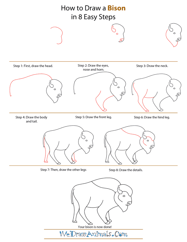 600x776 How To Draw A Bison