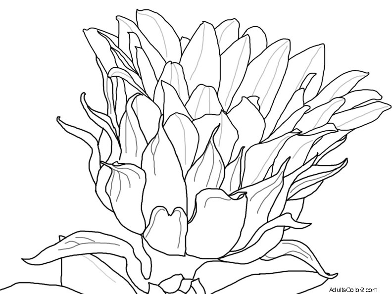 792x594 Flower Coloring Pages Beautiful Blossoms