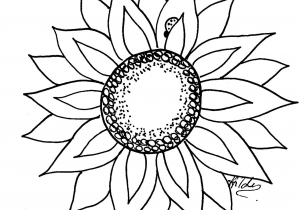 300x210 Simple Sunflower Drawing
