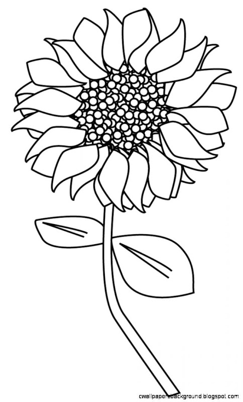 484x800 Simple Sunflower Drawing Wallpapers Background