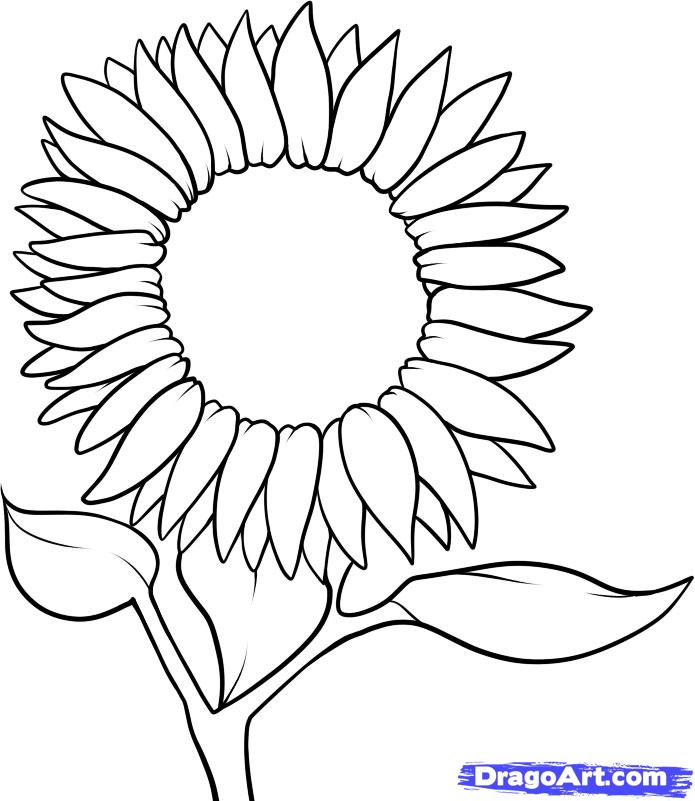 695x801 How To Draw A Sunflower Step 6 Embroidery