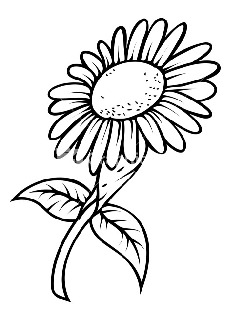 500x654 Sunflower Drawing Template