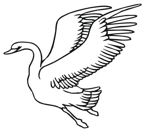 480x456 Flying Swan Coloring Page Free Printable Coloring Pages