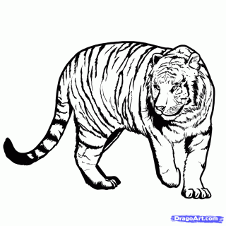 320x320 Tag For Easy Drawing Of A Tiger Draw A Tiger By Diana Huang