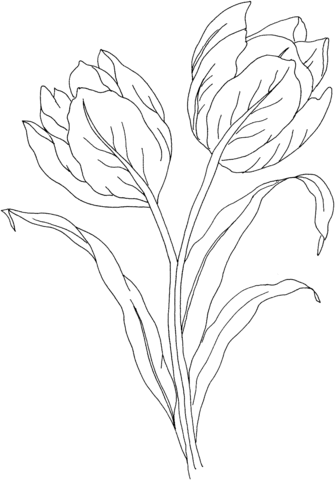 335x480 Tulip Flower Coloring Page Free Printable Coloring Pages
