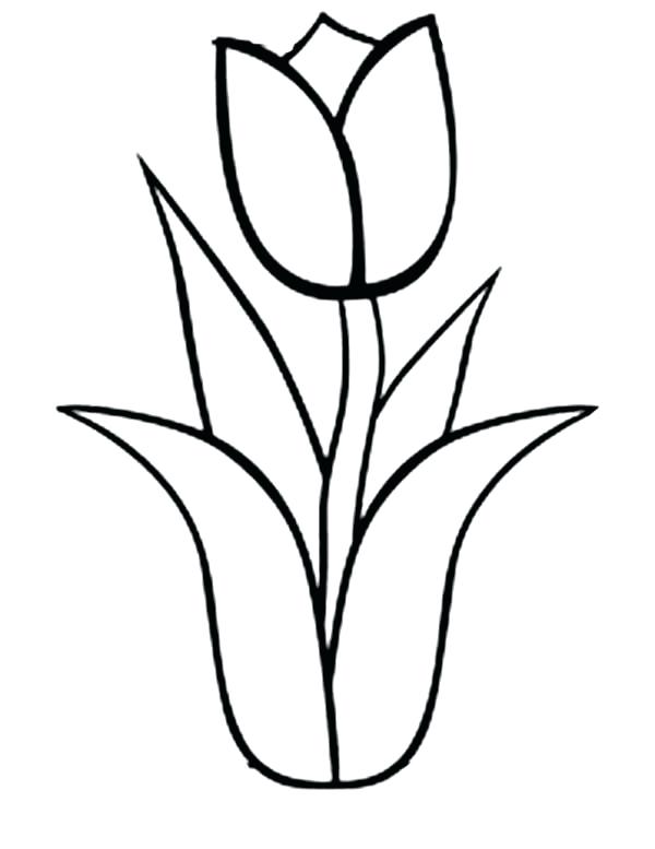 Simple Tulip Drawing at GetDrawings | Free download
