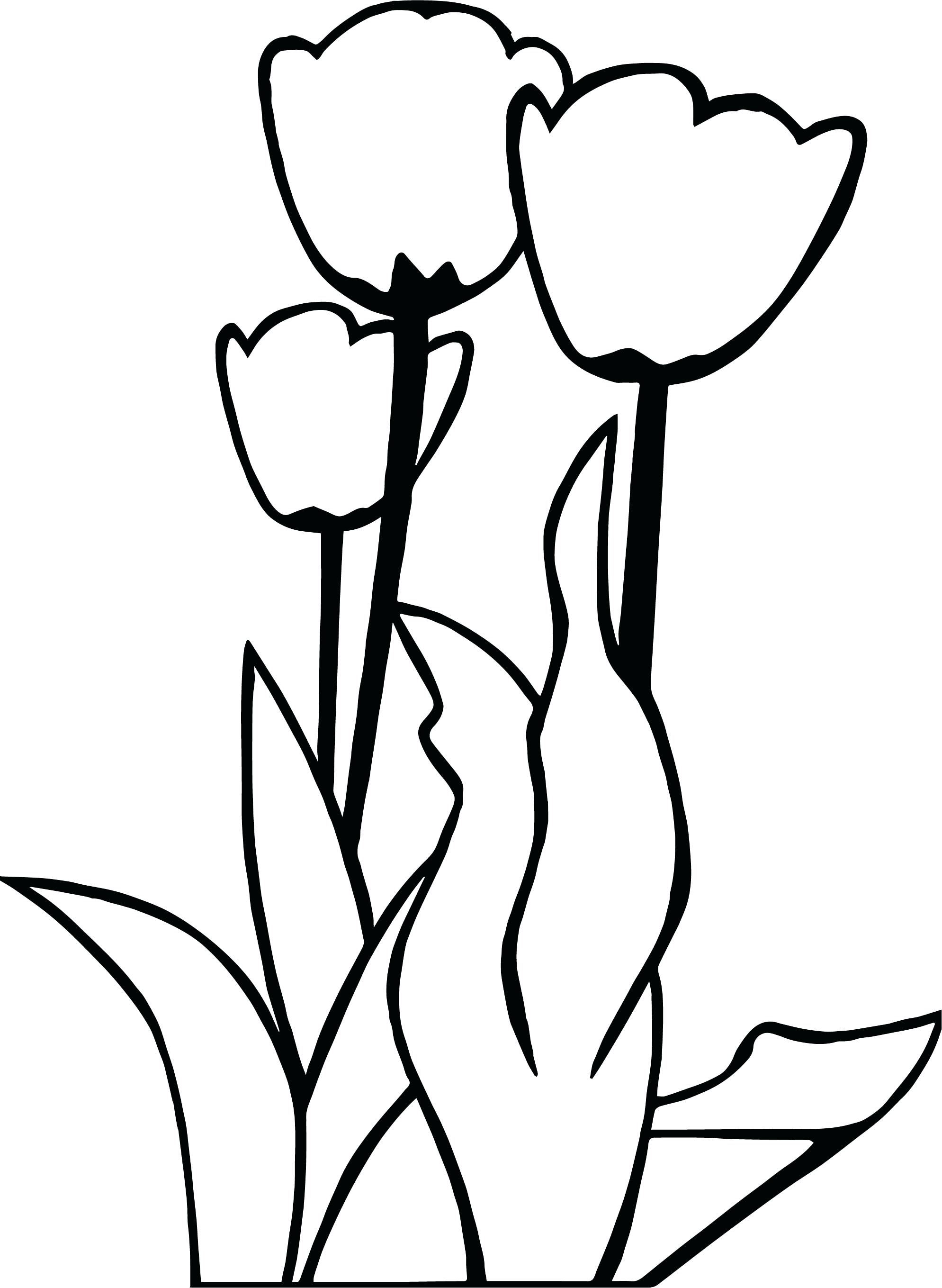 Simple Tulip Drawing at GetDrawings | Free download