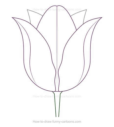 465x520 Drawing Tulips How To Create A Tulip Drawing Drawing Board