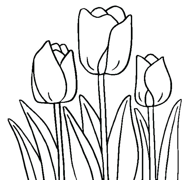 Simple Tulip Drawing at GetDrawings | Free download