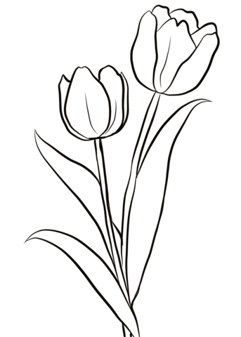 343x480 Drawings Flowers Tulips Coloring Pages Butterfly With Flowers