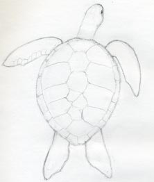 222x262 How To Draw A Turtle Crafts Turtle, Draw
