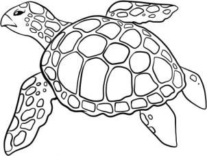 302x228 How To Draw A Sea Turtle Step 5 Art With Turtles