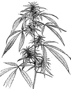 236x296 Marijuana Art Drawings Weed Plants Drawings Young Cannabis Plant