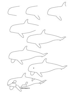 236x314 Learn How To Draw A Catfish With Simple Step By Step Instructions