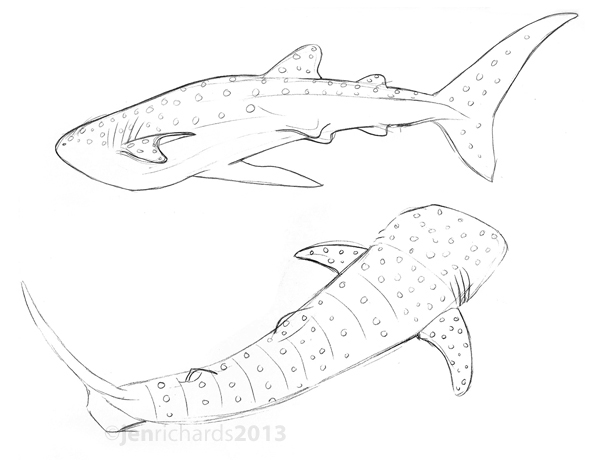 600x460 3rd International Whale Shark Conference Jen Richards