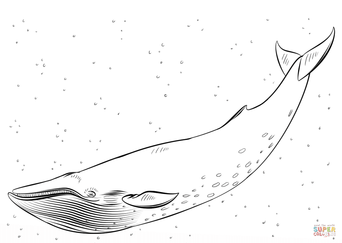 1186x841 Blue Whale Coloring Page Free Printable Coloring Pages