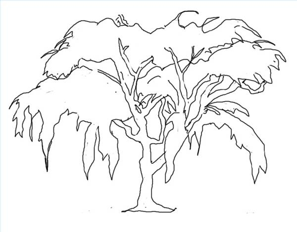 600x470 Weeping Willow Coloring Pages