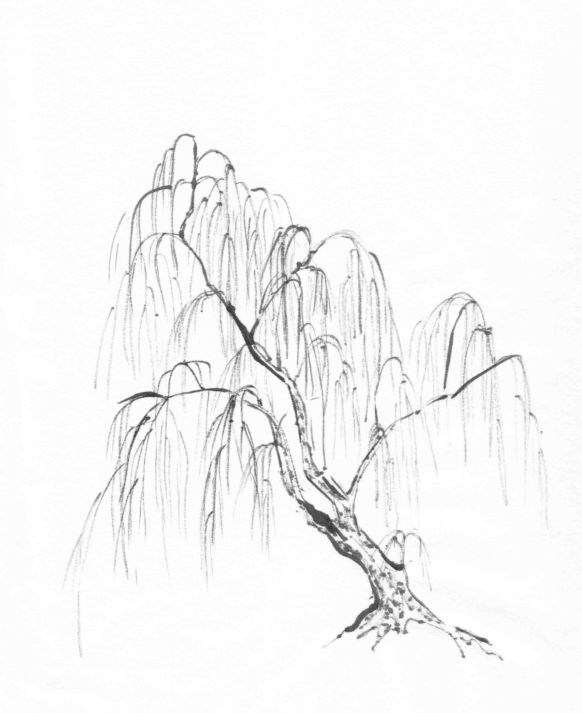Simple Willow Tree Drawing at GetDrawings | Free download