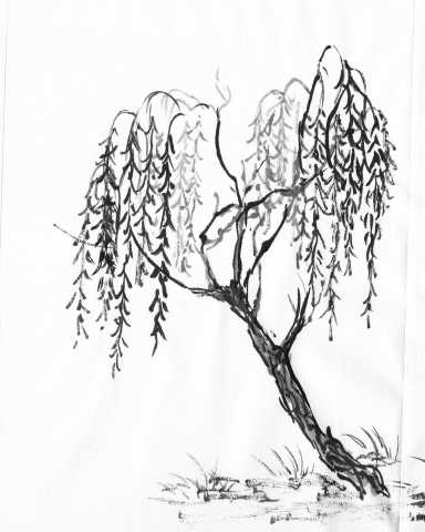 384x480 Finger Drawn Tree Willow Tree