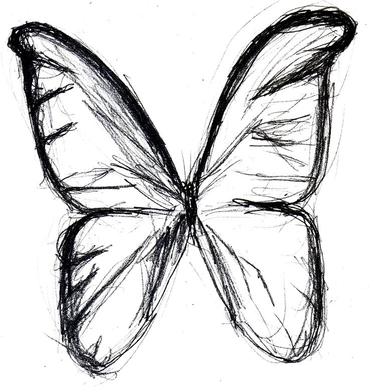 736x771 Butterfly Sketch