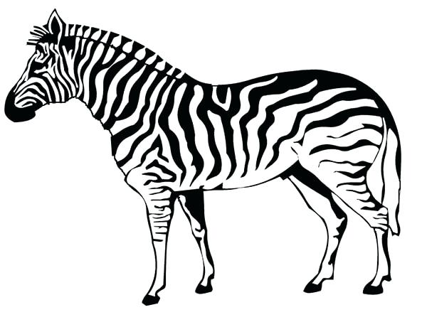 600x453 Baby Zebra Coloring Pages Simple Zebra Printable Coloring Pages