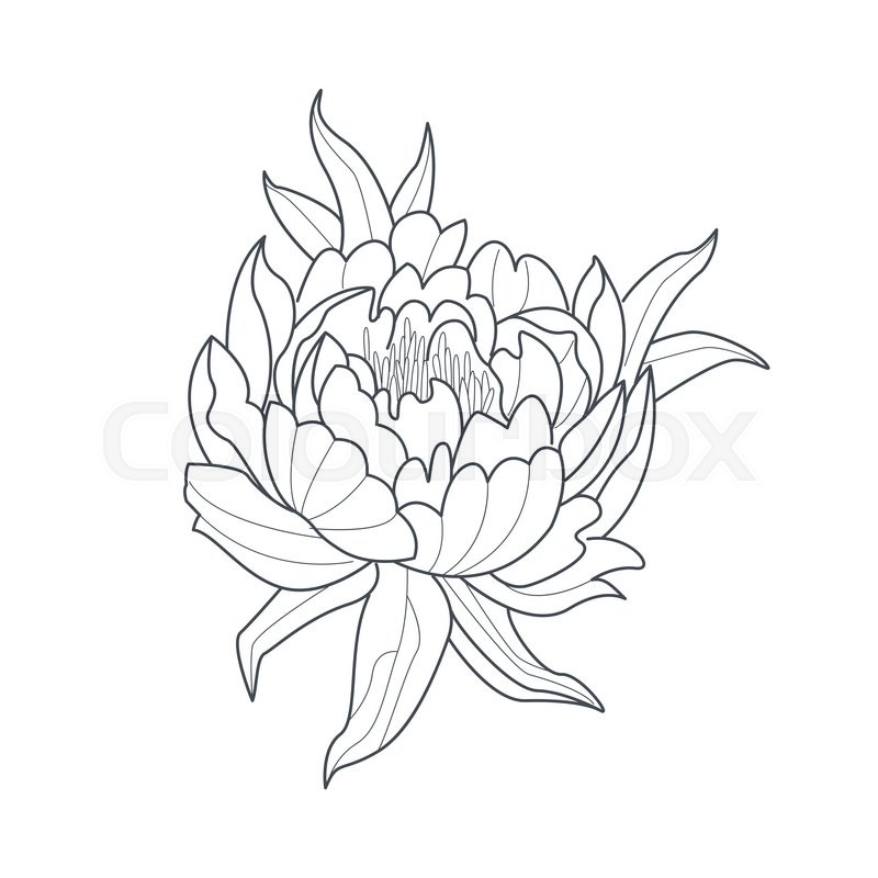 800x800 Peony Flower Monochrome Drawing For Coloring Book Hand Drawn